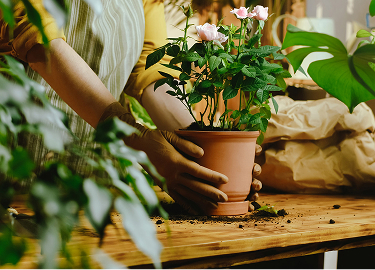Plant maintenance